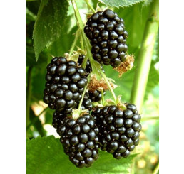 Rubus fruticosus ´Dirksen´ / Beztrnná ostružina, 100-120 cm, K11