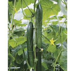 Uhorky hadovky Cyrano® F1, přirozeně rezistentní, roubovaná rostlina, K12