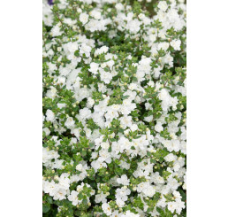 Sutera Bacopa ´Scopia®Double Snowball´ / Bakopa bílá, bal. 6 ks sadbovačů