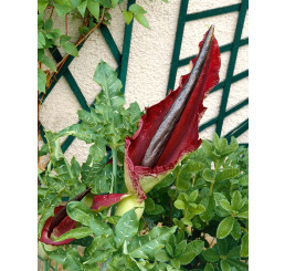 Dracunculus vulgaris / Drakovec obecný, I.