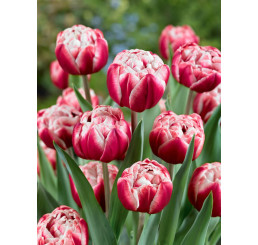 Tulipa ´Drumline´ / Tulipán, bal. 5 ks, 11/12