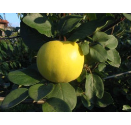 Cydora robusta RONDA  / Kdouloň jablečná, kdouloňMC, 100/120, C5