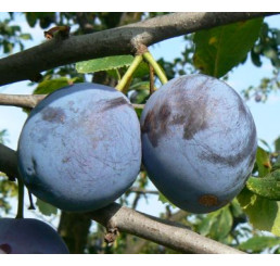 Prunus domestica ´Durandzia´ / Slivoň, myr.
