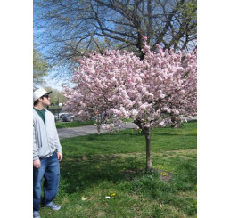 Prunus avium ´Kordia´ / Třešeň, Gisela 6