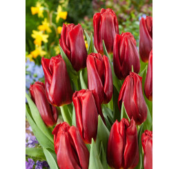 Tulipa ´Dynamo´ / Tulipán, bal. 5 ks, 12+