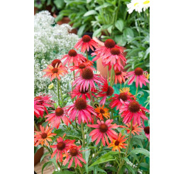 Echinacea purpurea ´Hot Summer´- Třapatka nachová, C2