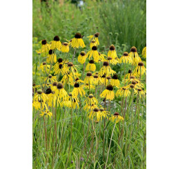 Echinacea paradoxa - Třapatka, K9