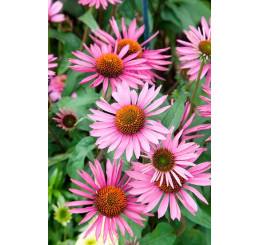 Echinacea purpurea ´Pica Bella´- Třapatka nachová, K14