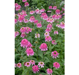 Echinacea purpurea ´Razzmatazz´- Třapatka nachová, K14