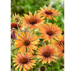 Echinacea purpurea 'Big Kahuna' / Třapatka nachová , K13