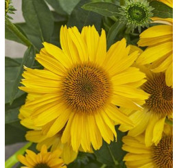Echinacea ´Lakota Yellow´ / Třapatka, C1