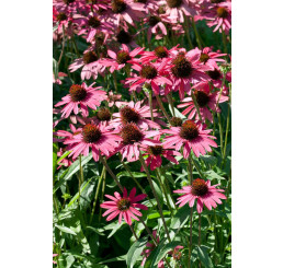 Echinacea 'Glowing Dream' / Třapatka nachová , K13