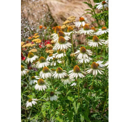 Echinacea 'Kismet White' / Třapatka nachová , K13