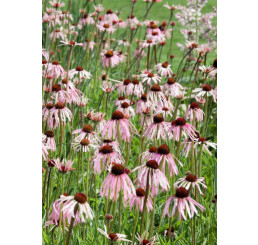 Echinacea pallida / Třapatka, K9