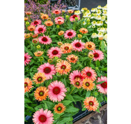 Echinacea 'SunSeekers Rainbow' / Třapatka nachová , K13