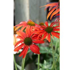 Echinacea 'Tomato Soup' / Třapatka nachová , K13