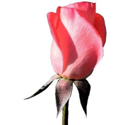 Rosa ´Eiffel Tower´ / Růže čajohybrid, keř, BK