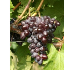 Vitis vinifera ´Elma´ / Hrozny / Réva vinná, C1