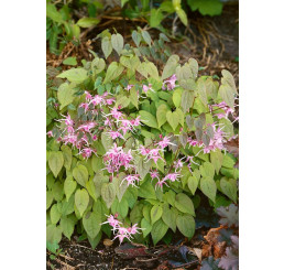 Epimedium rubrum ´Pretty in Pink´ / Škornice , K9