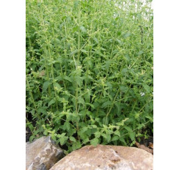 Mentha species Strawberry BIO / Jahodová máta, K12