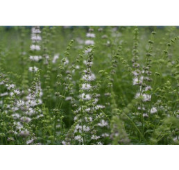 Mentha species Strawberry BIO / Jahodová máta, K12