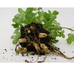 Arachis hypogaea Mandala® / Arašídy, K9