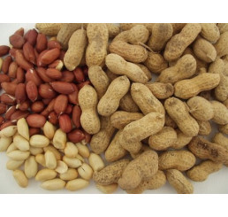 Arachis hypogaea BIO / Arašidy, K12