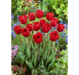 Tulipa ´Escape´ / Tulipán, bal. 7 ks, 11/12