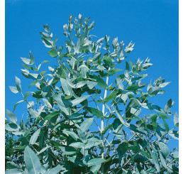 Eucalyptus globulus / Blahovičník kulatoplodý / Eukalyptus, bal. 15 sem.