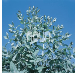 Eucalyptus globulus / Blahovičník kulatoplodý / Eukalyptus, C1,5