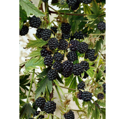 Rubus fruticosus ´Thorless Oregon´  / Ostružiník beztrný, C2