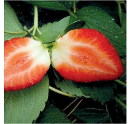 Fragaria ananassa ´Evie II´ / Stáleplodící jahody, bal. 10 ks, VK