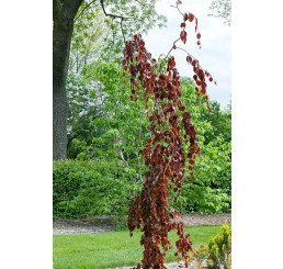 Fagus sylvatica ´Purpurea Pendula´ / Buk lesní převislý purpurově červený, 120-150 cm, C3