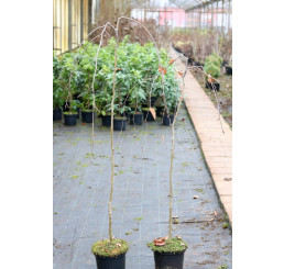 Fagus sylvatica ´Purpurea Pendula´ / Buk lesní převislý purpurově červený, 120-150 cm, C3