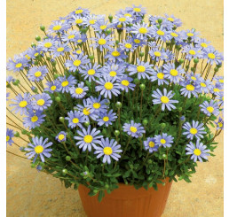 Felicia amelloides ´Felicitara Blue´ / Felicie, Kapská astra , K7