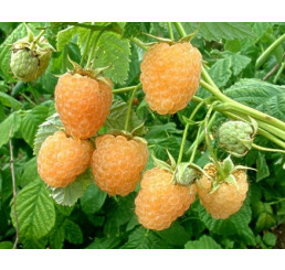 Rubus idaeus ´Fallgold´ / Malina žlutá, K9