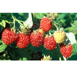 Rubus idaeus ´Fertödi Zamatos´ / Malina červená, 40-60 cm, K12