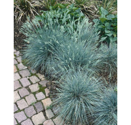 Festuca cinerea ´Festina´ / Kostřava popelavá, K9