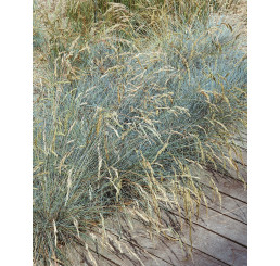 Festuca valesiaca ´Glaucantha´ / Kostřava walliská, K9