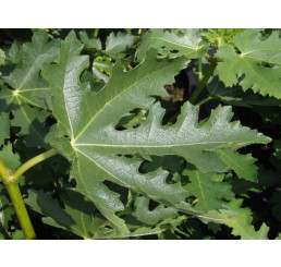 Ficus carica ´Ice Crystal´ / Fíkovník smokvoň, 60-80 cm, C5