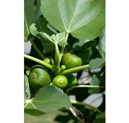 Ficus carica ´Dalmatia´ / Fíkovník , 30-40 cm, K12
