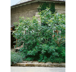 Ficus carica ´Turca´ / Černoplodý fíkovník, 100-120 cm, VK