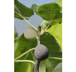 Ficus carica ´Little Miss Figgy´ / Fíkovník zakrslý, 30-40 cm, K12