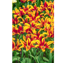 Tulipa ´Fire Wings´ / Tulipán, bal. 7 ks, 11/12