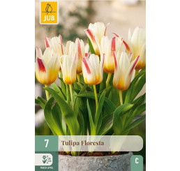 Tulipa ´Floresta´ / Tulipán, bal. 7 ks, 11/12