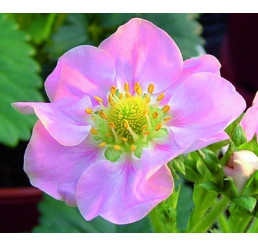 Fragaria ´Rosana® ´ / Stéleplodící jahodník s růžovými květy, K11