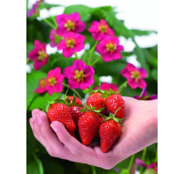 Fragaria ´Toscana®´ BIO / Stéleplodící jahodník s růžovými květy BIO, K11