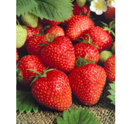 Fragaria ananassa ´Allegro´ / Jahoda raná, bal. 6 ks, 6xK7
