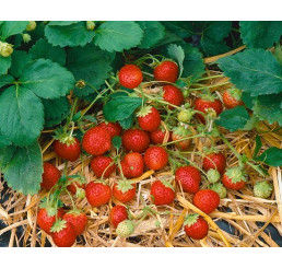 Fragaria ananassa ´Anabelle´ / Stáleplodící jahody, bal. 10 ks, VK