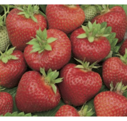Fragaria ananassa ´Honeoye´ / Jahodník raný, bal. 6 ks, 6xK7